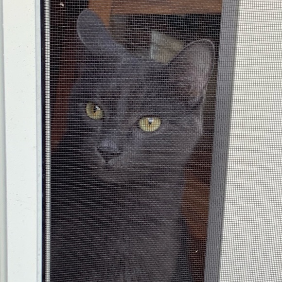 Meet your Posher, Laura - Picture 1 of 1